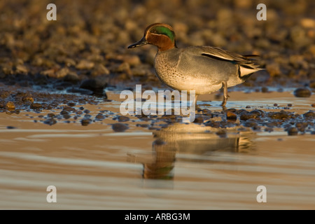 Petrol / Anas Vogelarten und Reflexion Stockfoto