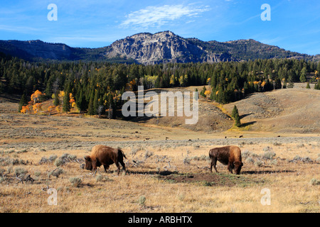 Bison auf Wiese im Herbst - Yellowstone-Nationalpark Stockfoto