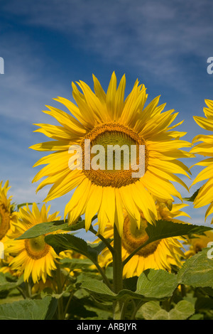 Unberührten Sonnenblumen Gruß die Morgensonne, Oamaru, Neuseeland Stockfoto