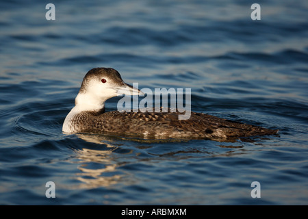 Großen nördlichen Taucher Gavia Immer New Jersey USA winter Stockfoto