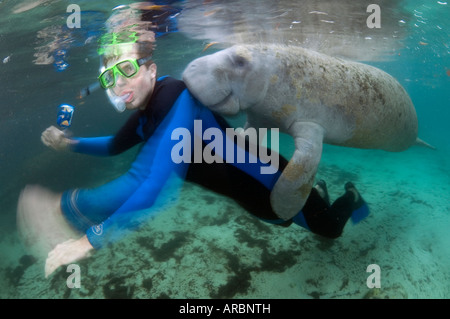 Einer vom Aussterben bedrohten Florida Manati Trichechus Manatus Latirostris spielt mit einem Touristen in Crystal River, FL Stockfoto