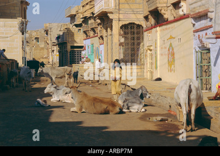 Kühe auf der Straße, Jaisalmer, Rajasthan Zustand, Indien Stockfoto