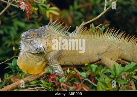 Grüner Leguan (Iguana Iguana), sonnen sich in Baum Laub, Muelle San Carlos, Costa Rica, Mittelamerika Stockfoto