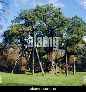 Die große Eiche (Robin Hood-Baum), Sherwood Forest, Nottinghamshire, England Stockfoto