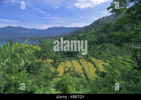 Reisterrassen auf östlichen Ufer des Crater Lake, Lake Maninjau, West-Sumatra, Sumatra, Indonesien, Südostasien, Asien Stockfoto