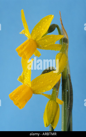 Narcissus "Quitte" (Narzisse) Division 12 Verschiedenes Stockfoto