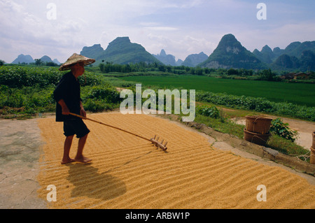 Landwirt drehen Korn, in der Nähe von Yangshuo, Provinz Guangxi, China Stockfoto