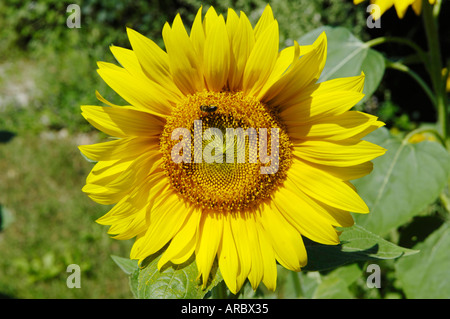 Sonnenblume Stockfoto