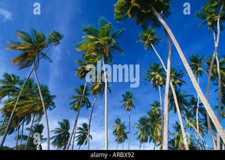 Palmen Sie Mullins Bay Westküste Barbados Stockfoto