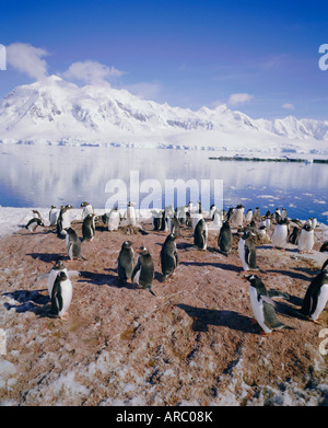 Gentoo Penguin Rookery, Antarktis, Polarregionen Stockfoto