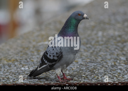 Feral Taube auf Hafenmauer. VEREINIGTES KÖNIGREICH Stockfoto