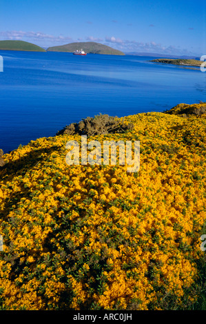 Gelbe Ginster-Büsche (Ulex Europea), neue Insel, West Falkland, Falkland-Inseln Stockfoto