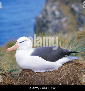 Nahaufnahme von einem Black-browed Albatros am Nest, Falkland-Inseln, Süd-Atlantik Stockfoto