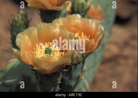 Cactus Flower Stockfoto