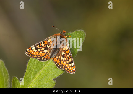 Marsh Fritillary Etikett Aurinia ruht auf Blatt Stockfoto