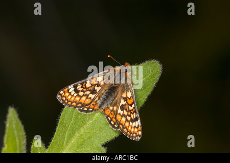 Marsh Fritillary Etikett Aurinia ruht auf Blatt Stockfoto