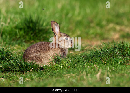 Junge Kaninchen Oryctolagus Cuniculus sitzen auf dem Rasen in der Sonne Potton bedfordshire Stockfoto