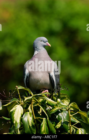 Ringeltaube Columba Palumbus thront auf Efeu Potton bedfordshire Stockfoto