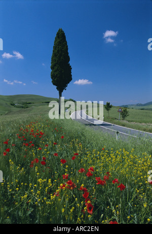 Wildblumen und Zypresse neben einer Landstraße in der Nähe von Volterra, Toskana, Italien, Europa Stockfoto