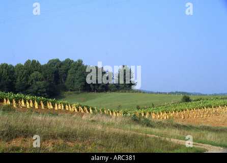 Tabak Ernte trocknen In der Sonne NC USA Stockfoto