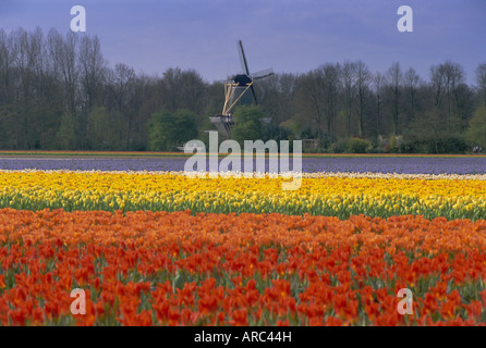 Tulpenfelder und Windmühle in der Nähe von Keukenhof, Holland (Niederlande), Europa Stockfoto