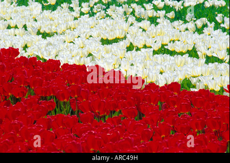 Tulpenfelder in der Nähe von Lisse/Keukenhof, Holland Stockfoto