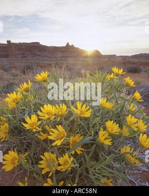 Wüste Blumen im Arches-Nationalpark, Utah, USA, Nordamerika Stockfoto