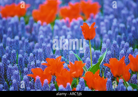 Tulpe und Grape Hyacinth Stockfoto