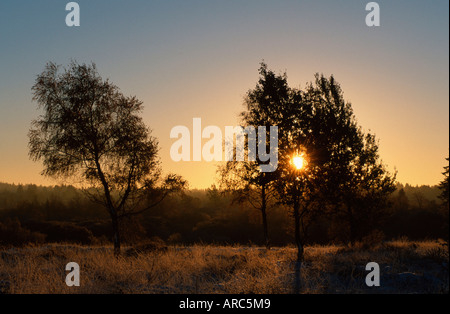 Birken im Morgenlicht Stockfoto