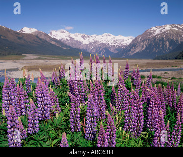 Wilde Lupinen Blumen (Lupinus), Birdwood Bergen im Hintergrund, Arthurs Pass, zentrale Canterbury, Canterbury, Südinsel, Neuseeland Stockfoto