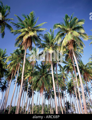 Kokospalmen entlang der Strand, Mui Ne Strand, Süden-zentralen Küste, Indochina, Vietnam, Südostasien, Asien Stockfoto