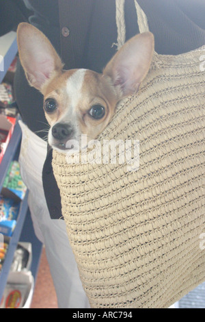 Miami Beach, Florida, Hunde, Haustiere, Hunde, Tiere, Haustiere, Vertrauen, Loyalität, Liebe, Hingabe, Freund, Begleiter, Chihuahua, kleine Hunde, bester Freund des Mannes, p Stockfoto