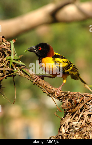 Dorf Weaver Vogel Ploceus Cucullatus männlich bringt eine kleine grüne Raupe zu seinem Küken Ghana Stockfoto