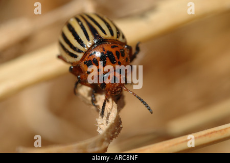 Kartoffelkäfer Leptinotarsa Decemlineata Crysomelidae auf trockenen Vegetation neben einem ausgeglichenen Kartoffelfeld Griechenland Stockfoto