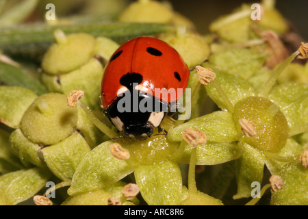 7 Punkt Marienkäfer Coccinella 7 Trommler Coccinellidae Fütterung auf die kostenlose ausgesetzt Nektar auf einer Efeu-Blume UK Stockfoto