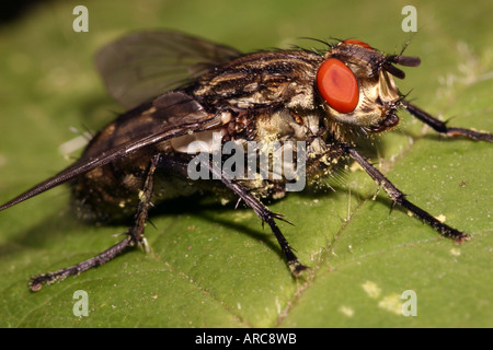 Fleisch-Fly Sarcophaga Carnaria Calliphoridae zeigt die leuchtend roten Facettenaugen UK Stockfoto