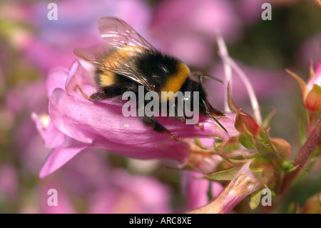 Buff tailed Bumble Bee Bombus Terrestris Apidae Arbeiter raubt Penstemon Blume im Garten UK Stockfoto