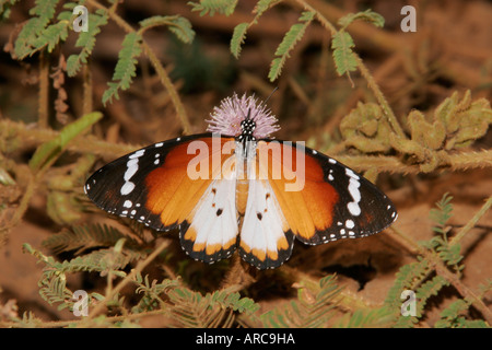 Afrikanische Monarch oder plain Tiger Schmetterling Danaus Wachen Aegyptius Fa Alcippoides Kamerun Stockfoto