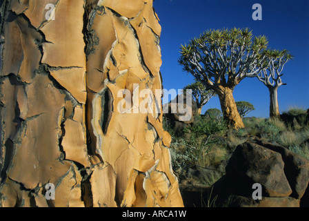 Quivertrees (Kokerbooms) im Quivertree Forest (Kokerboomwoud), in der Nähe von Keetmanshoop, Namibia, Afrika Stockfoto