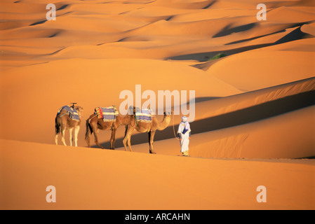 Kamelführer und Kamele, Sanddünen des Erg Chebbi Düne Meeres, Sahara-Wüste, in der Nähe von Merzouga, Marokko, Nordafrika Stockfoto