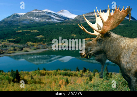 Elch, Elch, Alces Alces Yellowstone NP USA, Bull, Elchbulle Stockfoto