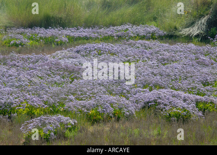 Blass lila Blüten der gemeinsamen Strandflieder Limonium vulgare Stockfoto