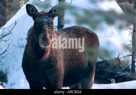 Elch, Elch, Alces Alces Yellowstone NP USA, Bull, Elchbulle junge Stockfoto