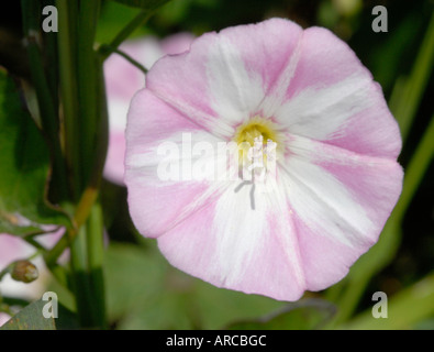 Rosa und weiße Blume des geringeren Ackerwinde Convolvulus Arvensis in Nahaufnahme Stockfoto