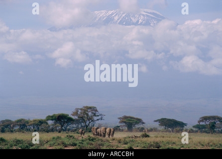 Amboseli National Park und Mt. Kilimanjaro, Kenia, Afrika Stockfoto