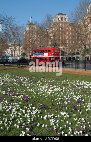 Hyde Park in London neben Park Lane Frühjahr blühende Krokusse blühen mit Routemaster Bus über Stockfoto