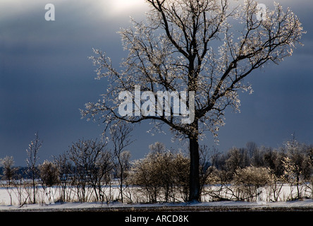 Eis-beschichtete Bäume im Bereich der Landwirte nach Eissturm Stockfoto