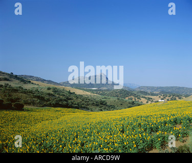 Felder von Sonnenblumen in der Nähe von Ronda, Andalusien (Andalusien), Spanien, Europa Stockfoto