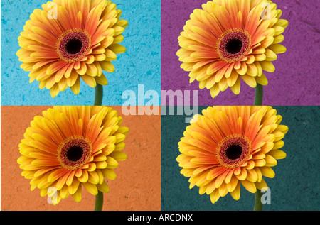 Gerbera Gänseblümchen auf farbigen Hintergründen Stockfoto