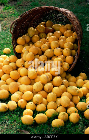 Zitronen aus einem Korb verschütten Zitronenfest Menton, Alpes Maritimes, Cote d ' Azur, Provence, Frankreich, Europa Stockfoto